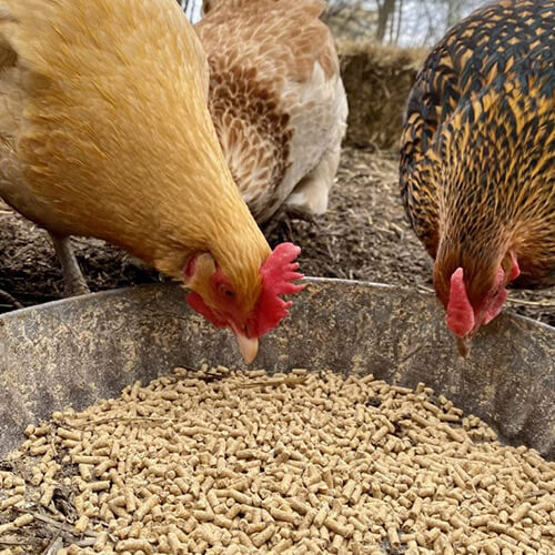 Pellet Machinery, Crusher, Mixer, Cooler, Packing Machine.Innovations in Chicken Feed: A Path to Sustainable Poultry Production